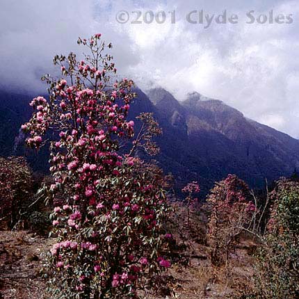 Rhodedendron1