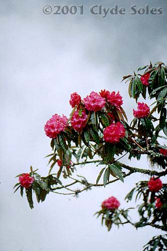 Rhodedendron2