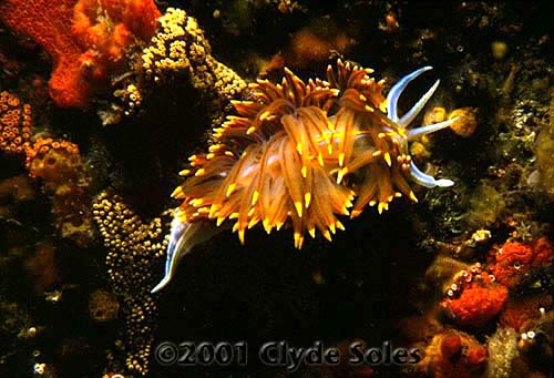 3da-Nudibranch