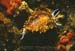 3da-Nudibranch